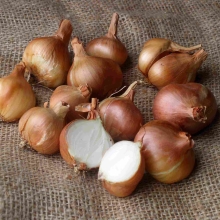 Лук Псковский шалот