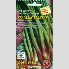 Лук Красный великан (шнитт)