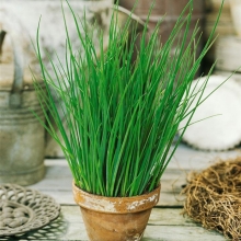 Лук Сити-лук (шнитт)