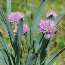 Лук Витаминная поляна (слизун)