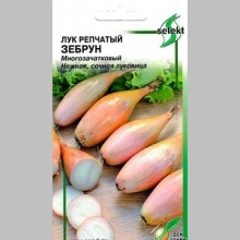 Лук Зебрун многозачатковый репчатый