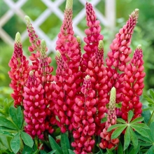 Люпин Алые паруса