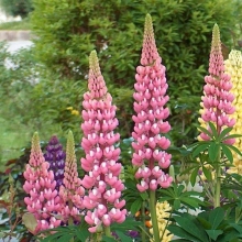 Люпин Розовое пламя