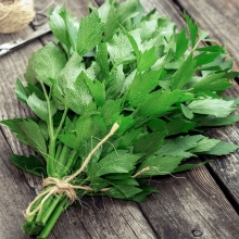 Любисток Любимец