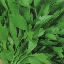 Любисток Удалец