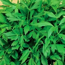 Любисток Удалец