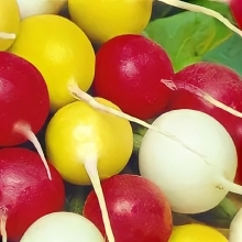 Редис Любовный Треугольник