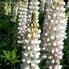 Люпин Белое пламя