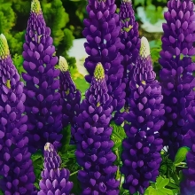 Люпин Фауст (многолистный)