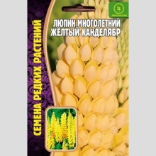 Люпин Жёлтый Канделябр многолетний (большой пакет)