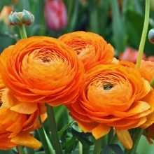 Лютик Цветущая долина оранжевая F1 (Ранункулюс)