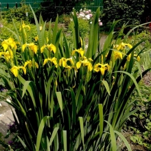 Ирис аировидный Голд