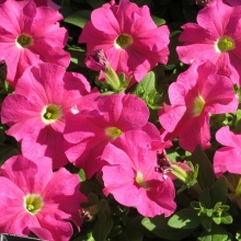 Петуния Магнит Ярко-розовая