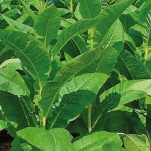 Махорка Деревенский табак