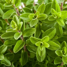 Майоран Массандра садовый