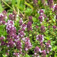 Майоран Кустовой