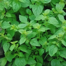 Майоран Лакомка садовый