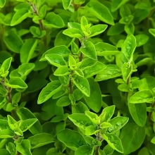 Майоран Букет невесты