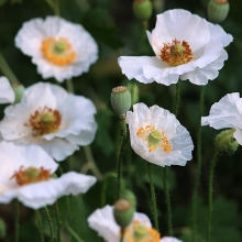 Папавер Белоснежный шёлк (мак самосейка)
