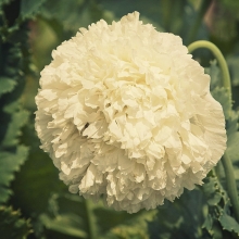 Мак пионовидный Махровый Крем