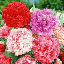 Мак Шахерезада пионовидный набор