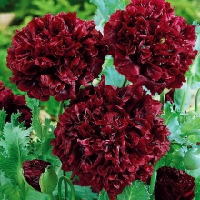 Мак Чёрный пионовидный