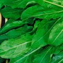 Щавель Малахит