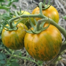 Томат Сибирский Малахит