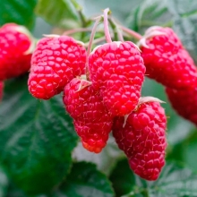 Малина Барнаулка красная