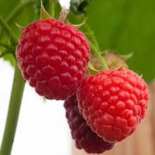 Малина Краснодевица