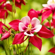 Аквилегия Малиновая звезда (гибридная)