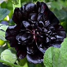 Шток-роза Чёрный вихрь