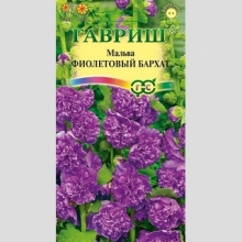 Мальва Фиолетовый бархат