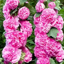 Мальва Розовые кружева