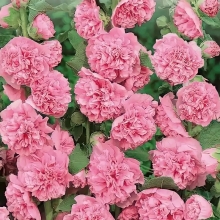 Мальва Яблоневый флер