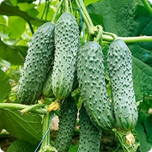 Огурец Мамлюк F1