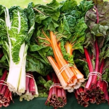 Мангольд Доктор смесь сортов