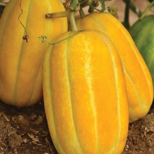 Дыня Манита F1