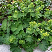 Манжетка Золотой букет