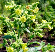 Табак Мапачо сельский (курительный)