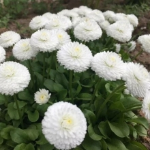 Маргаритка Белый шар