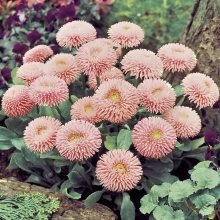 Маргаритка Робелла Салмон Пинк