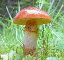 Грибы - Масленок Обыкновенный (мицелий) 30мл (большой пакет)