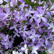 Маттиола Ворожея (двурогая)