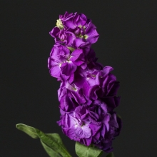 Левкой Айрон Синий (седой)