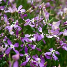 Левкой Лиловый (Маттиола двурогая)