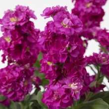 Маттиола Бьютифул Парфюм Роуз Эль срезочная махровая