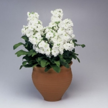 Маттиола Cinderella White карликовая махровая (большой пакет)