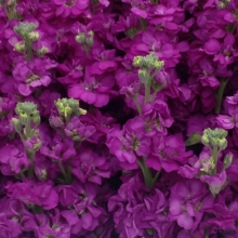 Маттиола Hot Cakes Purple F1 (большой пакет)