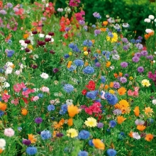 Мавританский газон Альпийский луг (большой пакет)